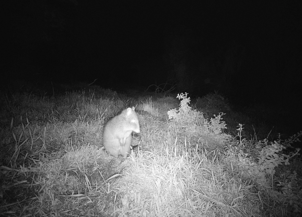 Wallaby Pattern Wildlife caught on camera in Clarence - City of Clarence