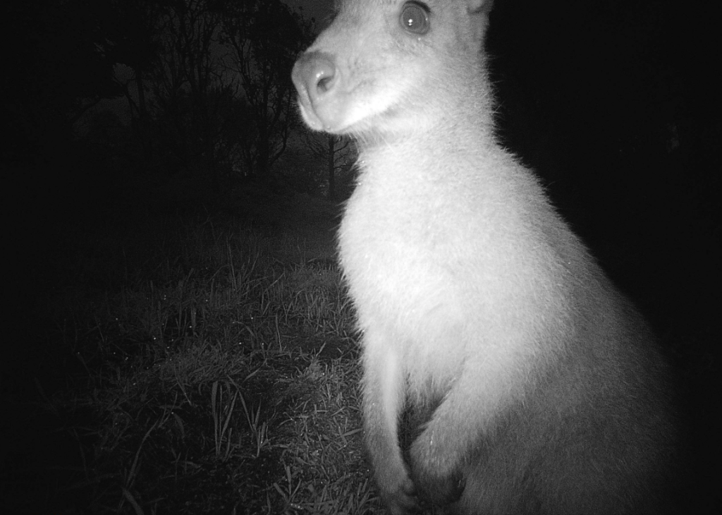Wallaby Pattern Wildlife caught on camera in Clarence - City of Clarence